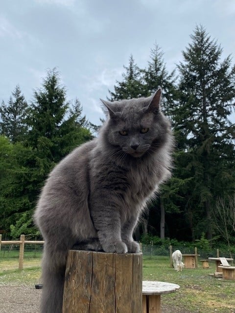 Gray therapy cat perched on a tree stump in an outdoor setting, illustrating animal-assisted interventions in psychology.