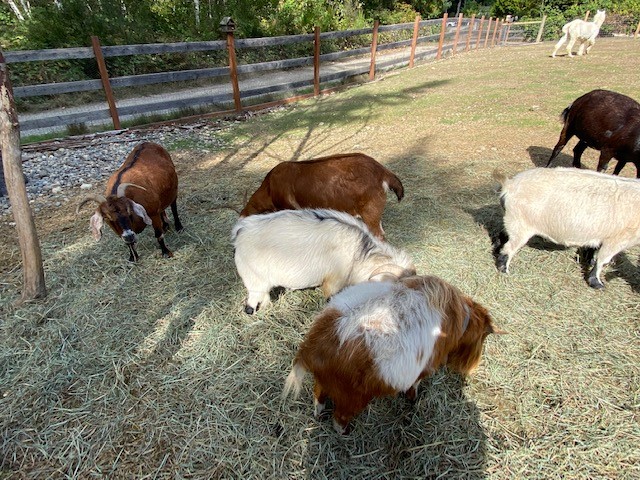 Small herd of goats grazing in a fenced outdoor pasture, illustrating animal-assisted interventions in psychology.
