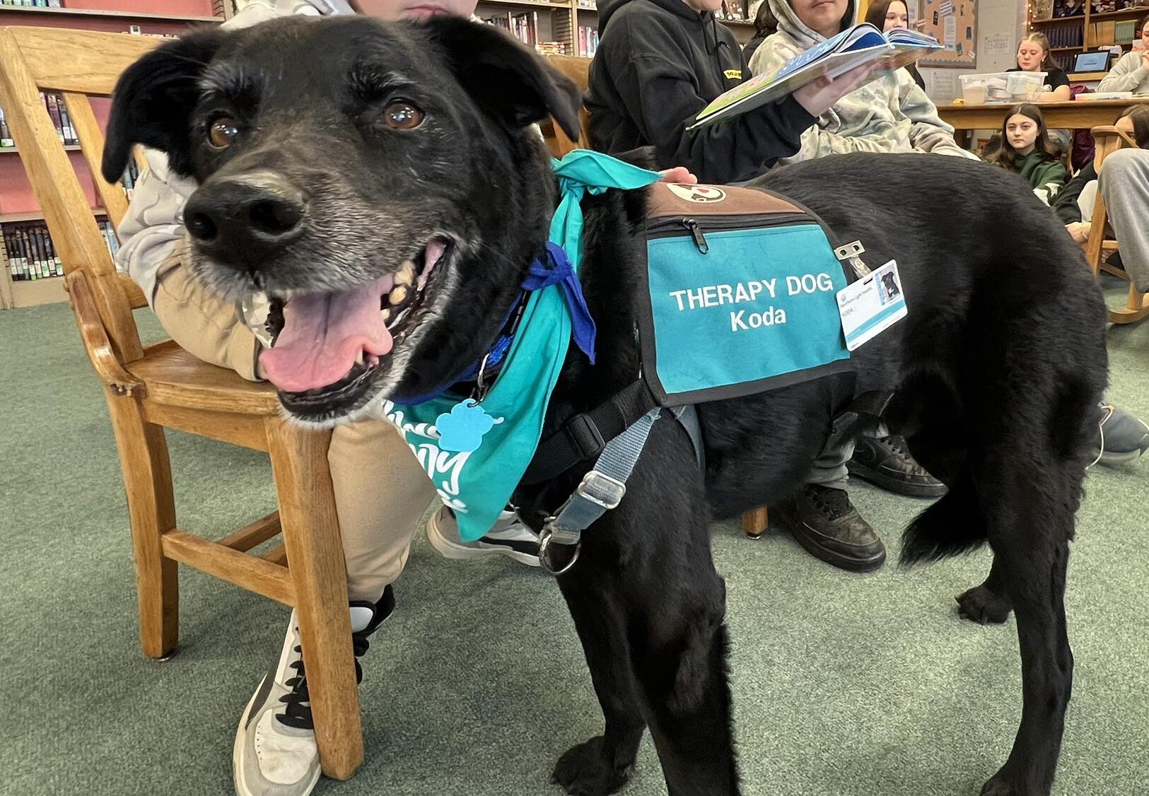 Koda, a black therapy dog, wearing a teal vest and bandana, stands in a classroom full of students during a reading session.