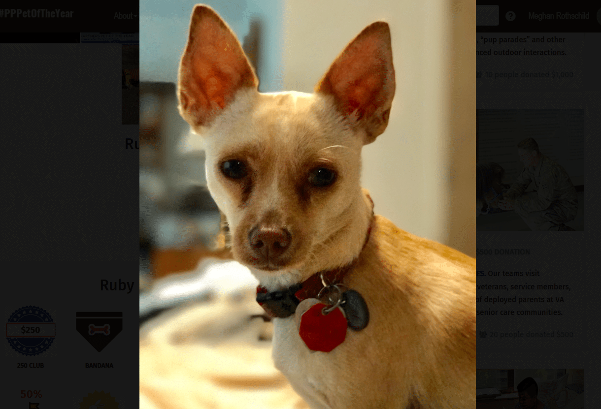 Ruby, a small tan Chihuahua therapy dog with large ears and a red collar, looks directly at the camera.