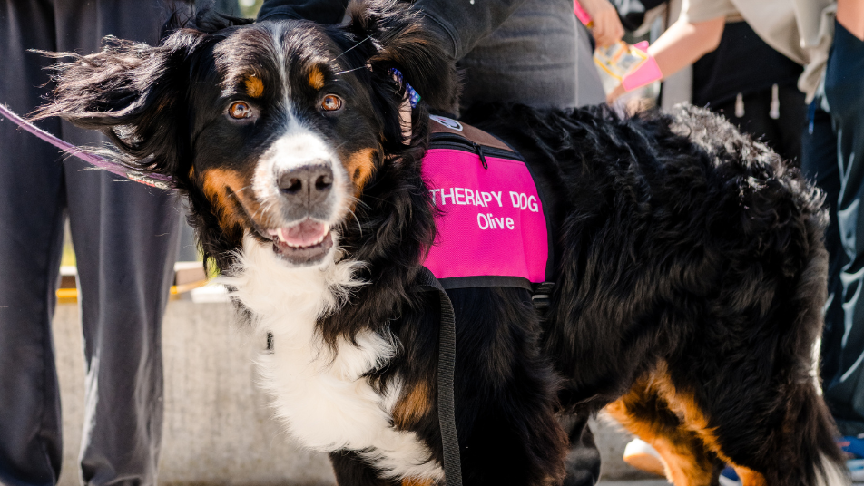 Therapy Animals, Emotional Support Animals, and Service Animals: What’s the Difference?