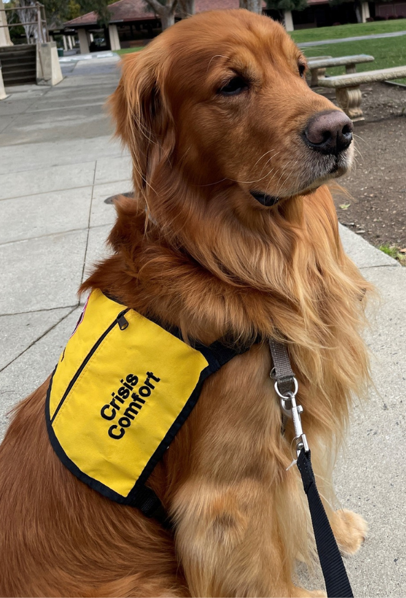 Golden Retriever wearing a yellow