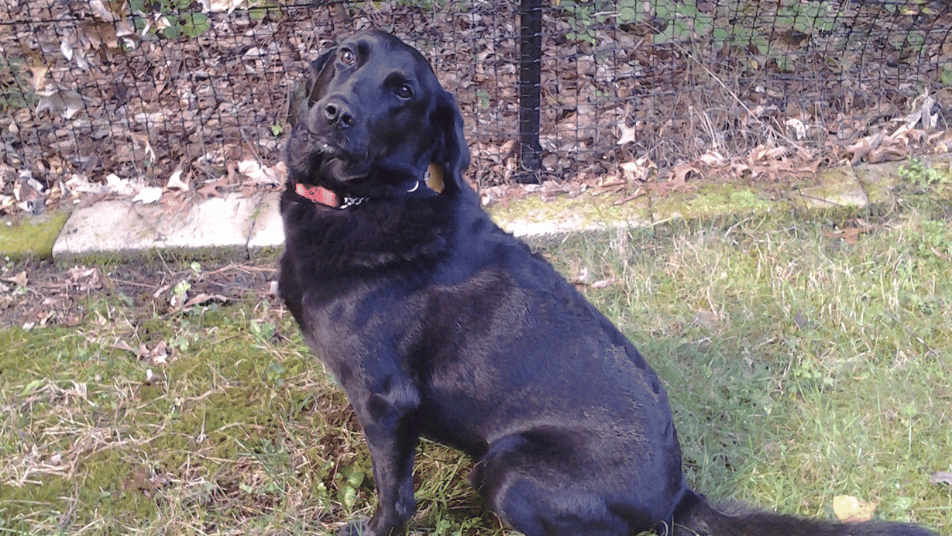 Black Lab mix therapy dog Riley sitting outdoors, looking toward the camera with a gentle expression.