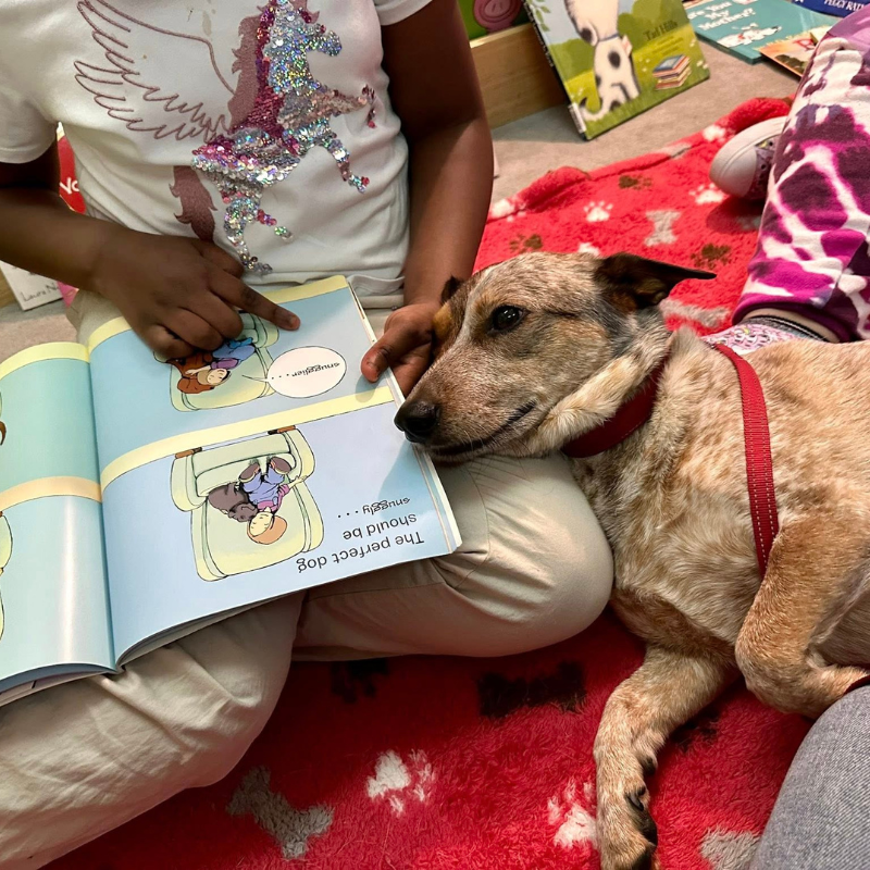 A young child reads a picture book while a red Australian Cattle Dog rests its head on the child’s lap during a therapy animal reading session.