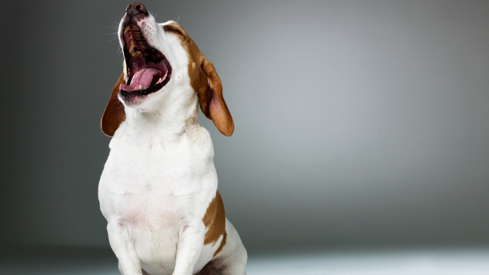 Dog Body Language: Is Your Dog Tired or Stressed? How to Read the Signals
