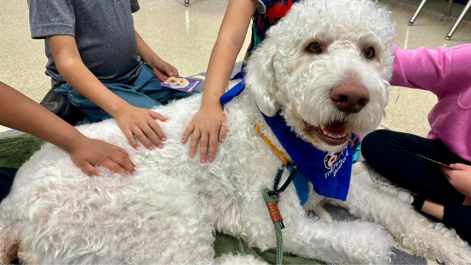 Therapy dog receiving affection from children in the classroom