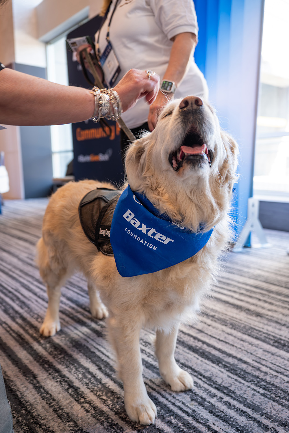 Dog retriever therapy dog wearing a blue bandana.