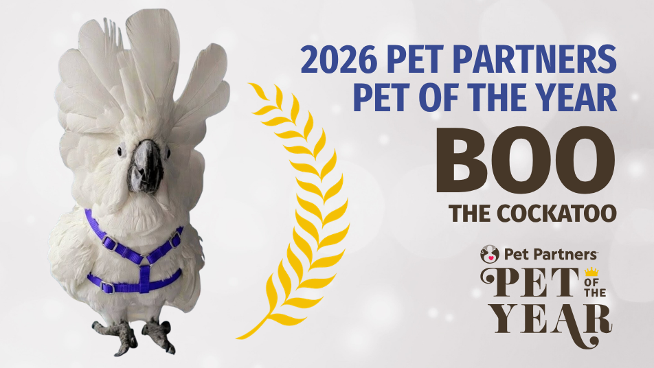 White cockatoo named Boo wearing a blue harness, 2026 Pet Partners Pet of the Year