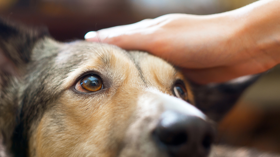 Person Petting Therapy Dog