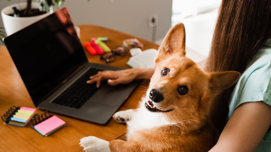 Therapy corgi sits on handler’s lap while she takes online Handler Course