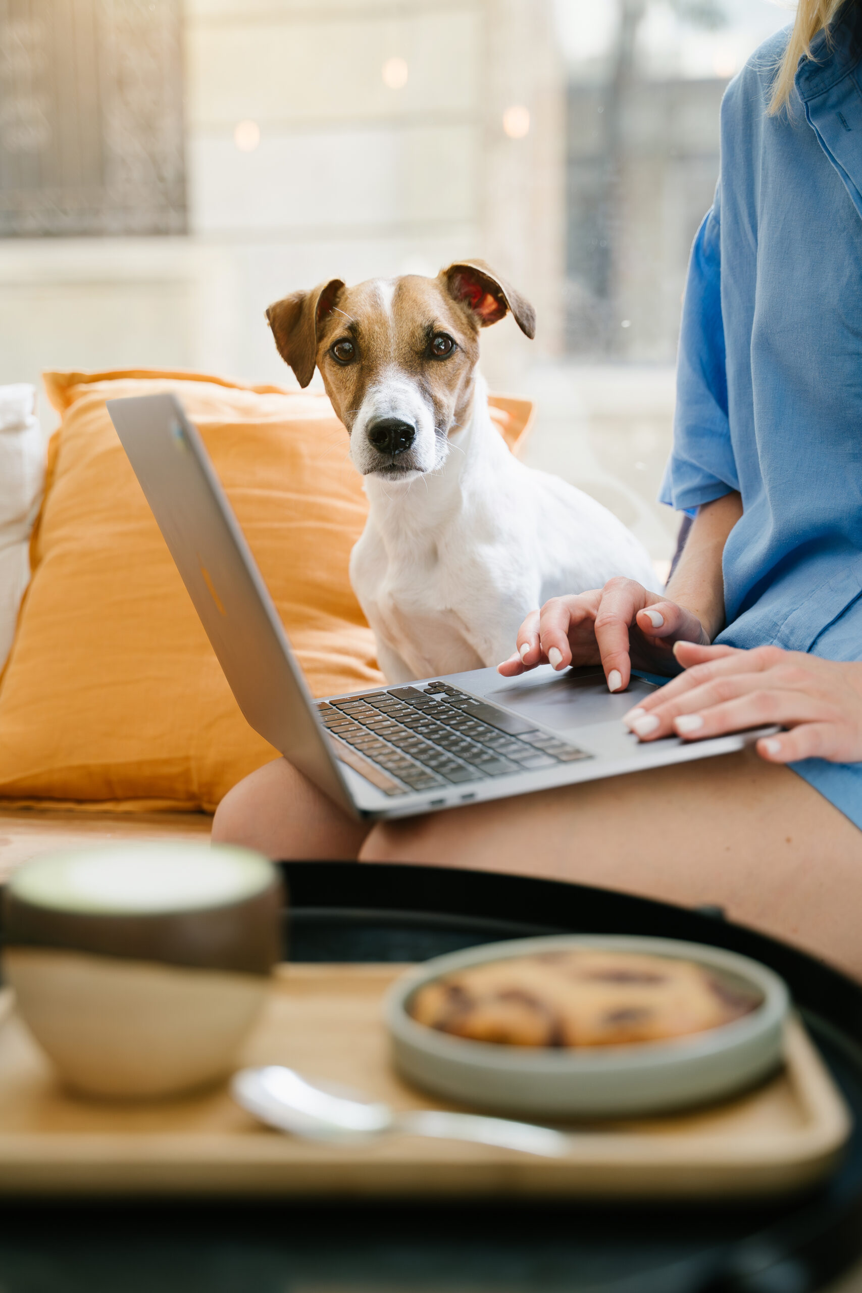 Therapy Jack Russell terrier sits next to handler on laptop